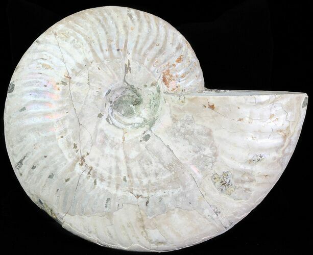 Silver Iridescent Ammonite - Madagascar #61508